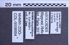 Etiketten zu Aeoloides filipponii (NHMW-ZOO-COL-0008004)